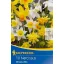 Blumenzwiebeln Narzisse Miniaturmischung (Steingartenmischung) Kiepenkerl 10 Stück