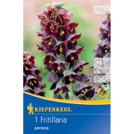 Zwiebeln Persische Würfellilie Kiepenkerl 1 St.