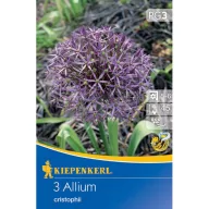   Blühende Zwiebel Zierzwiebel (Allium christophii) Kiepenkerl 3 Stück