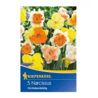   Blumenzwiebel Narzisse Orchideenblütenmischung Kiepenkerl 5 Stück