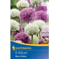   Blumenzwiebeln Zierzwiebeln Metallic-Weiß-Lila Farbmix (Gladiator und Mount Everest) Kiepenkerl 2 Stück