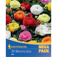   Zwiebel Hahnenfuß (Ranunculus) Mega-Pack Farbmix Kiepenkerl 30 Stück