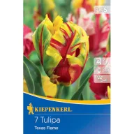   Blumenzwiebel Tulpe (Papageienblume) Texas Flame Kiepenkerl 7 Stück