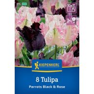   Blumenzwiebel Tulpen-Duo Papageien Schwarz-Weiß Kiepenkerl 7 Stück