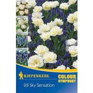   Blumenzwiebeln Colour Symphony 'Sky Sensation' (Tulpe + Perle) Kiepenkerl 28 Stück