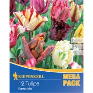   Zwiebel Tulpe Mega-Pack (Papageienblume) Farbmix Kiepenkerl 12 Stück