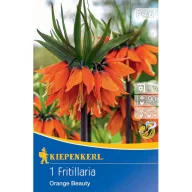   Blumenzwiebel Fritillaria (Kaiserkrone) Ornage Schönheit Kiepenkerl 1 Stück