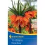 Blumenzwiebel Fritillaria (Kaiserkrone) Ornage Schönheit Kiepenkerl 1 Stück