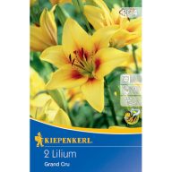   Blumenzwiebeln Asiatische Lilie Grand Cru Kiepenkerl 2 Stück