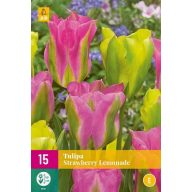 Blumenzwiebel Tulpe Erdbeerlimonade 15 Stück JUB