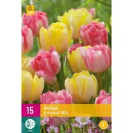 Blumenzwiebel Tulpe Foxtrot Mix 15 Stück JUB