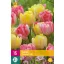 Blumenzwiebel Tulpe Foxtrot Mix 15 Stück JUB