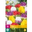 Blumenzwiebel Tulpe Candy Love 10 Stück JUB