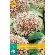   Blühende Zwiebel Zierzwiebel (Allium) Karataviense 5 Stück JUB