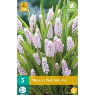 Blumenzwiebel Muscari Pink Sunrise 3 Stück JUB