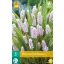 Blumenzwiebel Muscari Pink Sunrise 3 Stück JUB