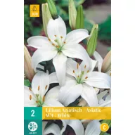 Blumenzwiebel Lilie (Asiatisch) Weiß 2 Stück JUB