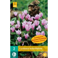   Blühende Zwiebel Cyclamen (Cyclamen hederifolium) 2 Stück JUB