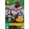 Blühende Zwiebel Cyclamen (Cyclamen hederifolium) 2 Stück JUB