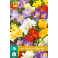 Blumenzwiebeln Fresia Enkel/Einzelmischung 20 Stück JUB