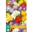 Blumenzwiebeln Fresia Enkel/Einzelmischung 20 Stück JUB