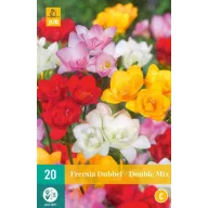 Blumenzwiebeln Fresia Double mix 20 Stück JUB
