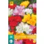 Blumenzwiebeln Fresia Double mix 20 Stück JUB
