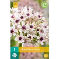 Blumenzwiebel Zierzwiebel Silver Spring 1St. JUB