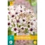 Blumenzwiebel Zierzwiebel Silver Spring 1St. JUB