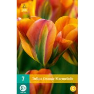 Blumenzwiebel Tulpe Orange Marmelade 7 Stück JUB