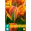 Blumenzwiebel Tulpe Orange Marmelade 7 Stück JUB