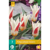 Blumenzwiebel Tulpe Johann Strauß 7 Stück JUB