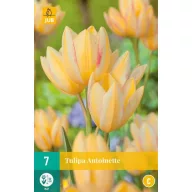 Blumenzwiebel Tulpe Antoinette 7 Stück JUB