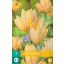 Blumenzwiebel Tulpe Antoinette 7 Stück JUB