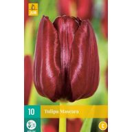 Blumenzwiebel Tulpe Mascara 10 Stück JUB