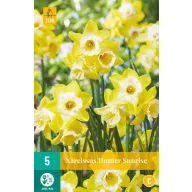 Zwiebel Narzisse Hunter Sunrise 5 Stück JUB