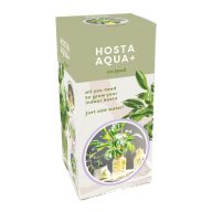 Hosta Aqua-Shade Lilie im Topf JUB