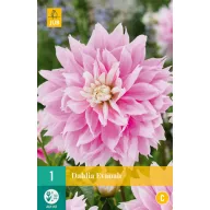 Zwiebel Dahlia Evanah 1 Stück JUB