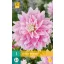 Zwiebel Dahlia Evanah 1 Stück JUB