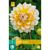 Blumenzwiebel Dahlia Seattle 1 Stück JUB