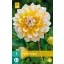 Blumenzwiebel Dahlia Seattle 1 Stück JUB