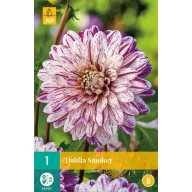 Blumenzwiebel Dahlia Smokey 1 Stück JUB
