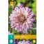 Blumenzwiebel Dahlia Smokey 1 Stück JUB