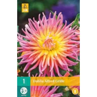Glühbirne Dahlia Alfred Gitter 1 Stück JUB