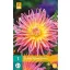 Glühbirne Dahlia Alfred Gitter 1 Stück JUB