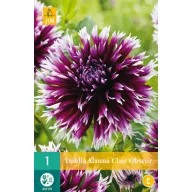 Blumenzwiebel Dahlia Alauna Clair-Obscur 1 JUB