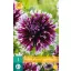 Blumenzwiebel Dahlia Alauna Clair-Obscur 1 JUB