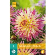 Blumenzwiebel Dahlia Lindsay Michelle 1 Stück JUB