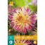 Blumenzwiebel Dahlia Lindsay Michelle 1 Stück JUB