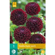Zwiebel Dahlia Dark Spirit 1 Stück JUB